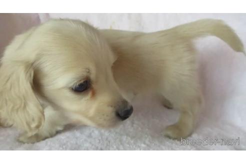 成約済の茨城県のミニチュアダックスフンド(ロングヘアード)-171036の2枚目