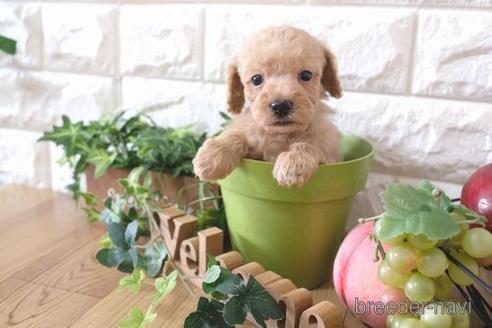 成約済の滋賀県のトイプードル-170934