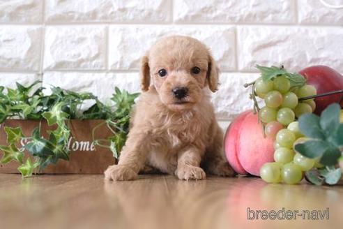 成約済の滋賀県のトイプードル-170934の5枚目