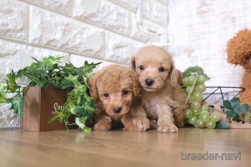 成約済の滋賀県のトイプードル-170934の4枚目