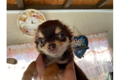 成約済の福岡県のチワワ(ロングコート)-171046の9枚目