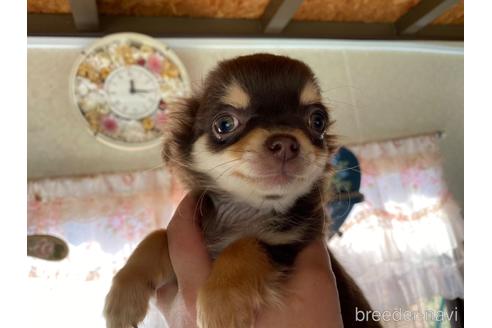 成約済の福岡県のチワワ(ロングコート)-171046の10枚目
