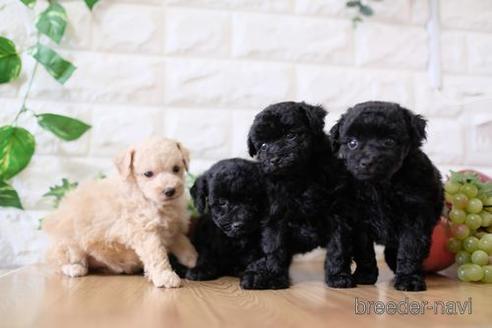 成約済の滋賀県のトイプードル-170939の5枚目