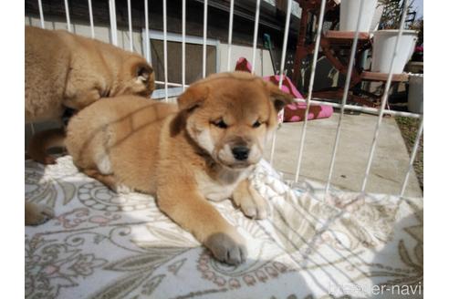 成約済の岡山県の柴犬-166842の1枚目