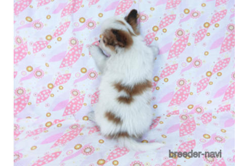 成約済の千葉県のパピヨン-169919の4枚目