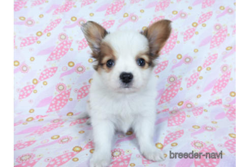 成約済の千葉県のパピヨン-169919の3枚目