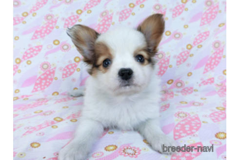 成約済の千葉県のパピヨン-169919の2枚目