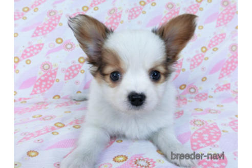 成約済の千葉県のパピヨン-169919