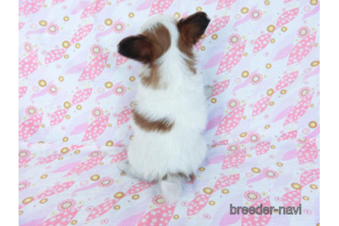 成約済の千葉県のパピヨン-169920の18枚目