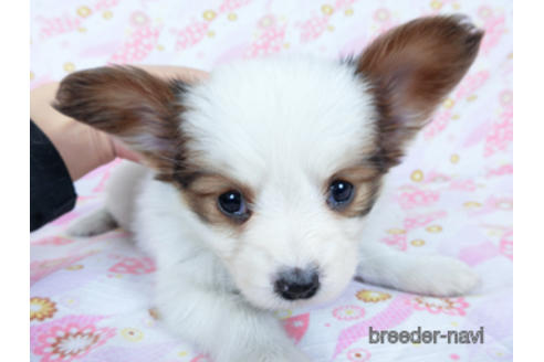 成約済の千葉県のパピヨン-169920の17枚目