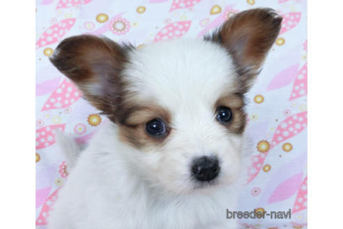 成約済の千葉県のパピヨン-169920の16枚目