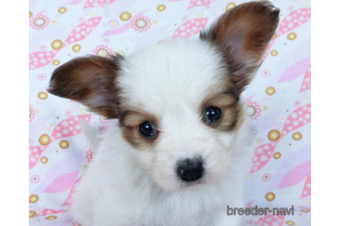 成約済の千葉県のパピヨン-169920の15枚目