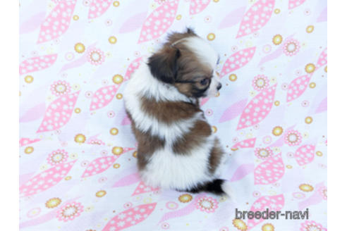 成約済の千葉県のパピヨン-171064の4枚目