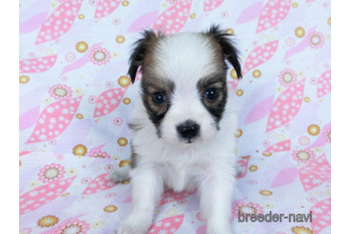 成約済の千葉県のパピヨン-171064の3枚目