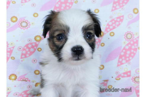 成約済の千葉県のパピヨン-171064の2枚目