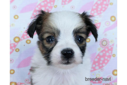 成約済の千葉県のパピヨン-171064の1枚目