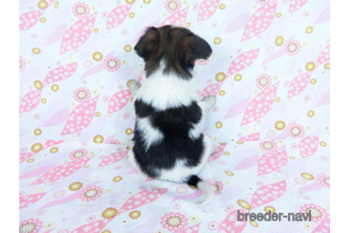 成約済の千葉県のパピヨン-171068の8枚目