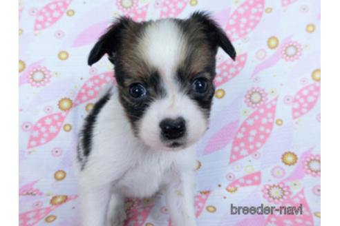 成約済の千葉県のパピヨン-171068の7枚目