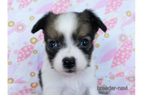 成約済の千葉県のパピヨン-171068の6枚目