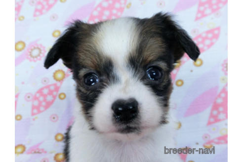 成約済の千葉県のパピヨン-171068の5枚目