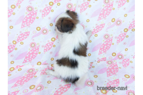 成約済の千葉県のパピヨン-171085の8枚目