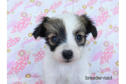 成約済の千葉県のパピヨン-171085の7枚目