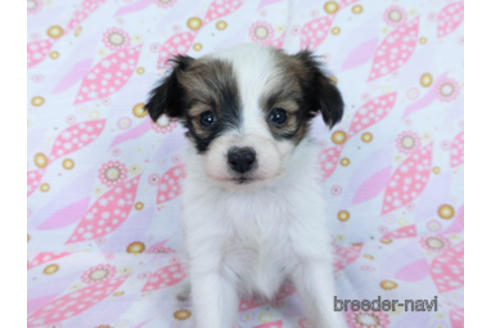 成約済の千葉県のパピヨン-171085の6枚目