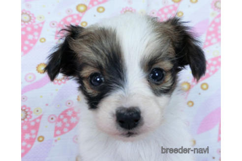 成約済の千葉県のパピヨン-171085の5枚目