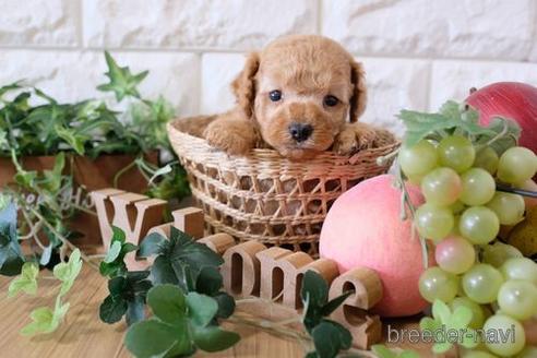 成約済の滋賀県のトイプードル-170945の1枚目