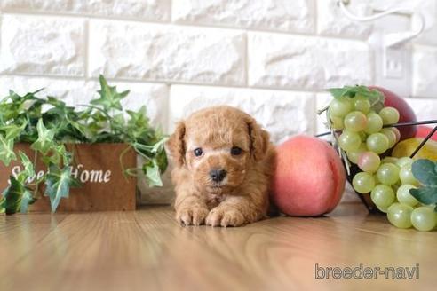 成約済の滋賀県のトイプードル-170945の5枚目