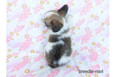 成約済の千葉県のパピヨン-171094の8枚目