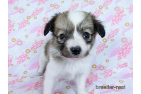 成約済の千葉県のパピヨン-171094の7枚目