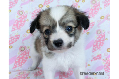 成約済の千葉県のパピヨン-171094の6枚目