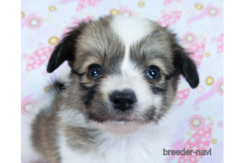 成約済の千葉県のパピヨン-171094の5枚目