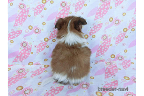 成約済の千葉県のパピヨン-171097の19枚目