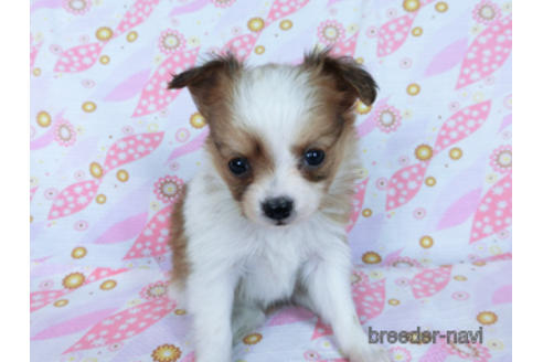 成約済の千葉県のパピヨン-171097の18枚目