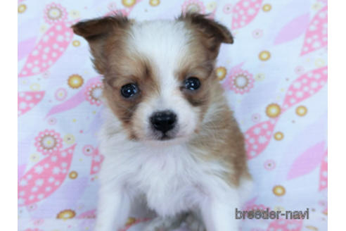 成約済の千葉県のパピヨン-171097の17枚目