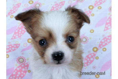 成約済の千葉県のパピヨン-171097の16枚目