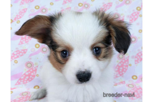 成約済の千葉県のパピヨン-169921の8枚目