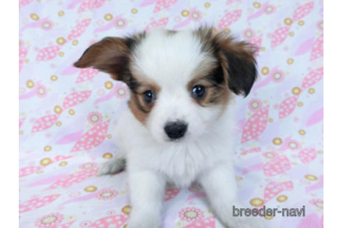 成約済の千葉県のパピヨン-169921の6枚目