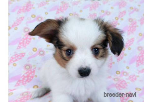 成約済の千葉県のパピヨン-169921の5枚目