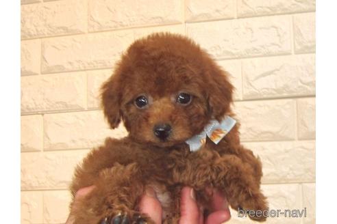 成約済の茨城県のトイプードル-171114の3枚目