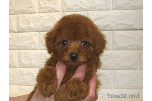 成約済の茨城県のトイプードル-171114の2枚目