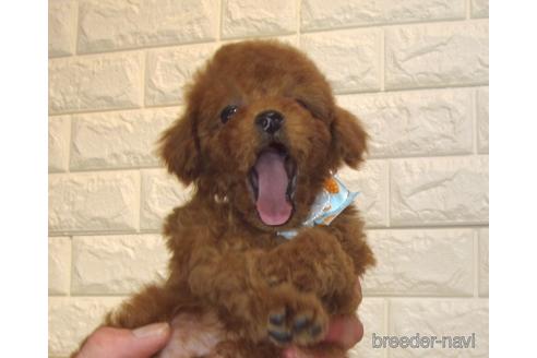 成約済の茨城県のトイプードル-171114の4枚目