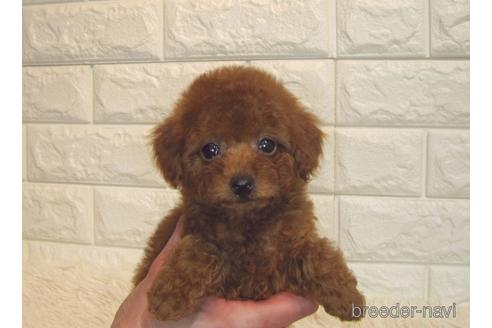 成約済の茨城県のトイプードル-171114の1枚目