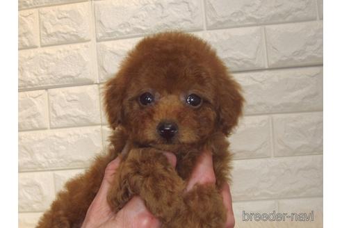 成約済の茨城県のトイプードル-171114の5枚目