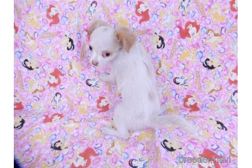 成約済の千葉県のミックス犬-165316の4枚目