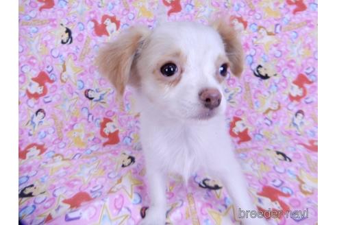 成約済の千葉県のミックス犬-165316の3枚目