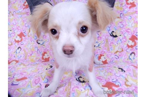 成約済の千葉県のミックス犬-165316の2枚目