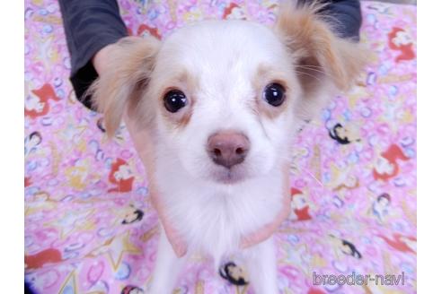 成約済の千葉県のミックス犬-165316の1枚目